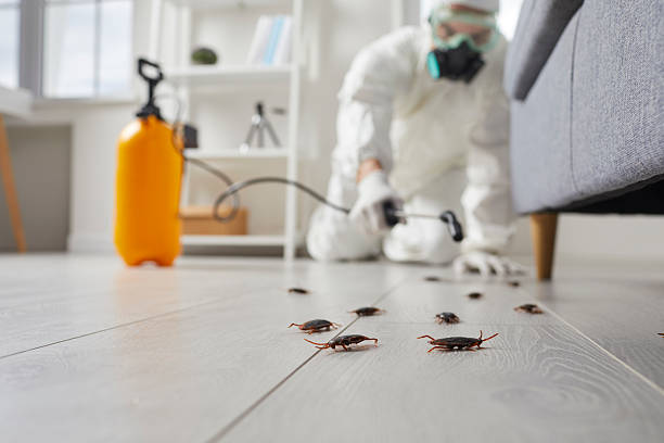 Trusted Termite Control service in Veazie, ME - Nex Pest Control